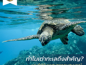 ทำไมเต่าทะเลถึงสำคัญและทำให้มหาสมุทรอุดมสมบูรณ์